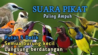 Download lagu SUARA PIKAT AMPUH PEMANGGIL SEMUA JENIS BURUNG KECIL  mp3