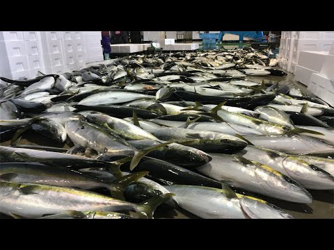 Amazing Gian Yellowtail Farm in Japan - Catch, Clean Cutting and fillet Fish For Sashimi