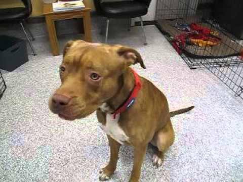 Danny Boy, an adopted Mastiff & Pit Bull Terrier Mix in Hood River, OR_image-1