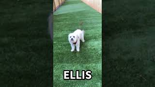 Video preview image #1 Poodle (Miniature)-Unknown Mix Puppy For Sale in Kennesaw, GA, USA