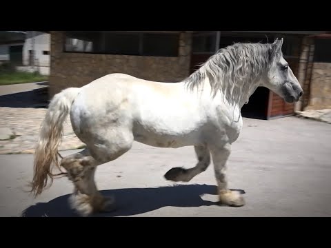 Sjenica: Upoznajte Meda, NAJVEĆEG KONJA NA SVETU