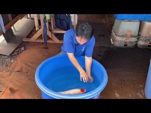 Kodama Showcase Vol. 18: Ginrin Tancho Kohaku