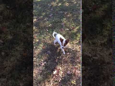 AKC Papillon Puppy white and red male www.corgisandshelties.com