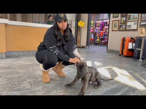 SHE WAS SAD TO SAY GOODBYE TO OUR PUPPY | VLOGMAS DAY 7