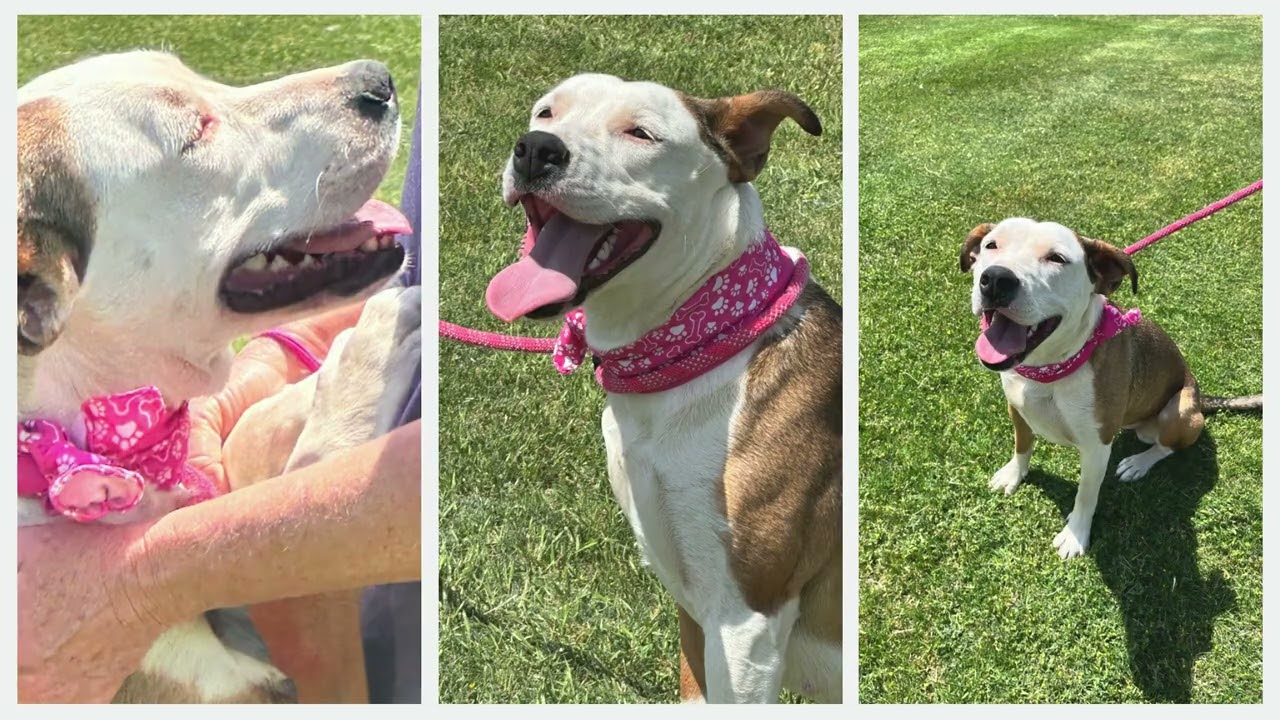 CELESTE, an adopted mixed breed in Vancouver, BC video 6/6