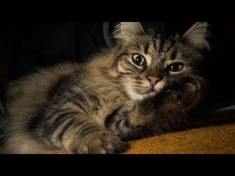 How to Care for Norwegian Forest Cats - Grooming Your Norwegian Forest Cat