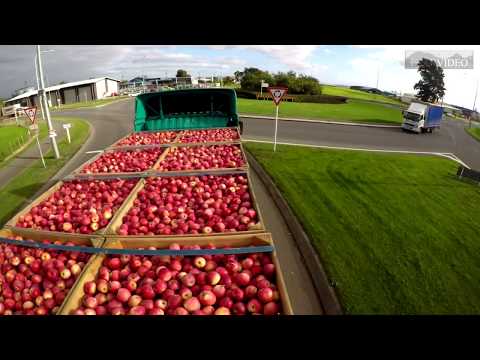 Apple bin transport from orchard to coolstore.