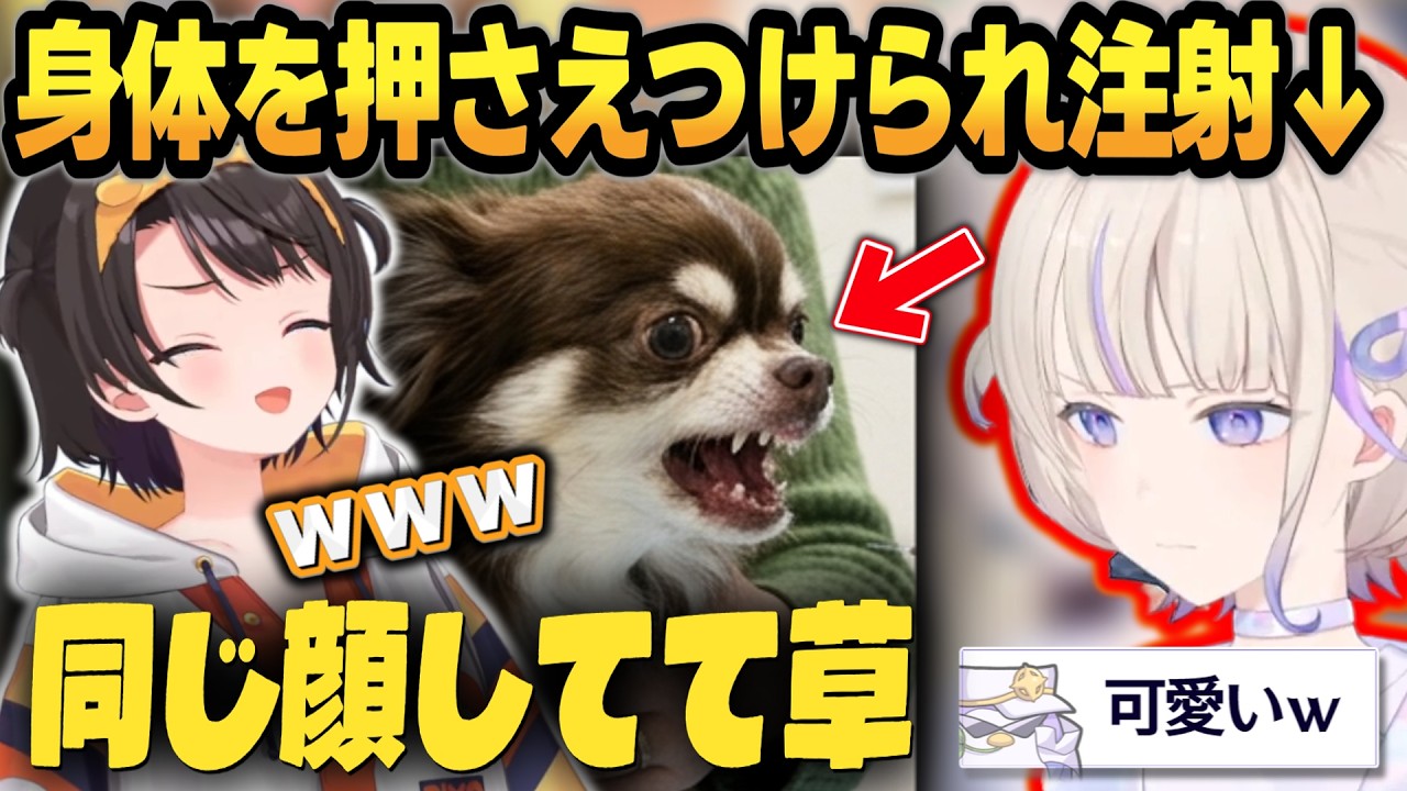 注射が苦手過ぎて身体を押さえつけられるばんちょーが可愛すぎるｗｗ【 #轟はじめ #ホロライブ #ホロライブ切り抜き #regloss 】