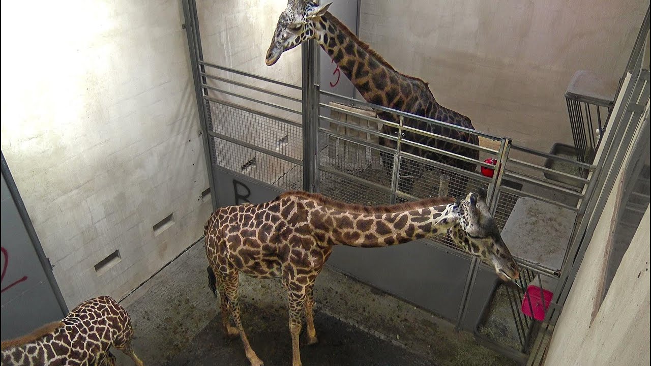 Live webcam view of Establo de jirafas del zoo de Greenville