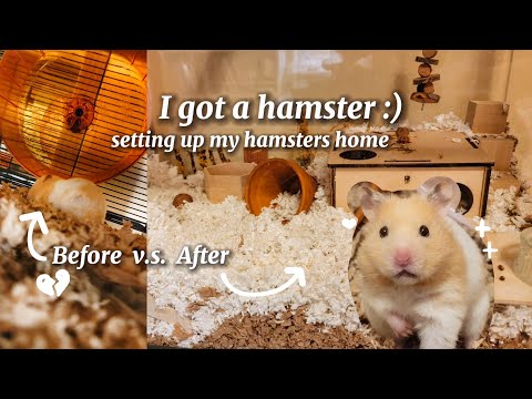 My New Hamster 🐹 Hamster Cage Set Up ☆ Supply Haul ☆ I Adopted A Syrian Hamster Vlog