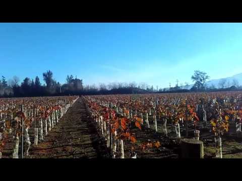 Tadem Santiago - Tour por la bodega Undurraga