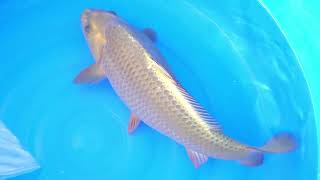 video van Ogon 2311500