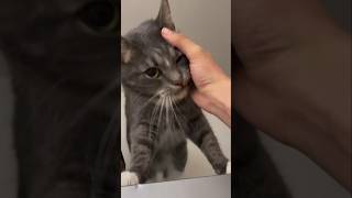 #cat #cute #catvideo #cutecat #funnyvideo #studywithmeandmycat #animals #funny