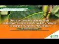 Yerba Mate Colesterol Y Descenso De Peso