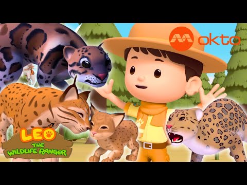 Different WILD CATS from around the WORLD! ❄️🌳🏜️ | Leo Compilation | @mediacorpokto