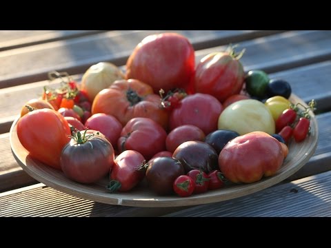 , title : '3 Auspflanzen Mehr Abstand Bitte - Tomaten Brauchen Platz'