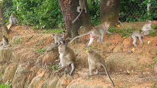 Lovely monkey at Sihanoukville