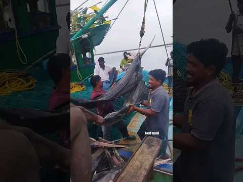 Good Hunt | Giant Kola fish | sword fish | Chennai Kasimedu #shorts