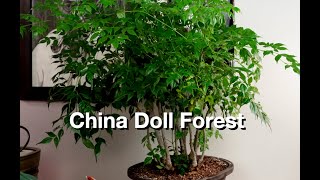 Download lagu China Doll Forest:  Dave's Bonsai E366 mp3