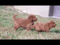 Mini Goldendoodle dogs for sale: Callie - Video 1