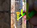 Best Grafting Techniques Of Fruit Trees Plum