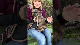 Video preview image #1 Affenpinscher-Unknown Mix Puppy For Sale in Pasadena, CA, USA
