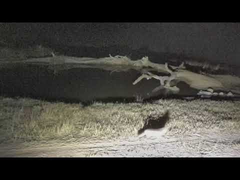 Djuma: Quick Side-striped Jackal walk by - 19:03 - 07/13/18