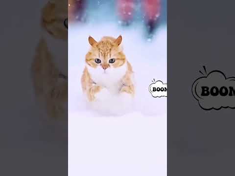 Cats Cute. And Funny Cat Video Compilation