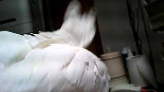 Oz dancing to Joe 90 Drive 7 5 09