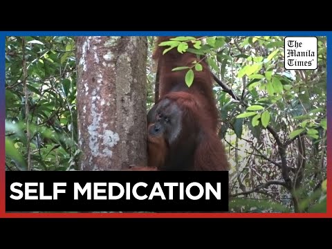 Orangutan seen treating wound with medicinal plants