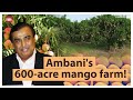 How Did Reliance Become India S Largest Mango Exporter