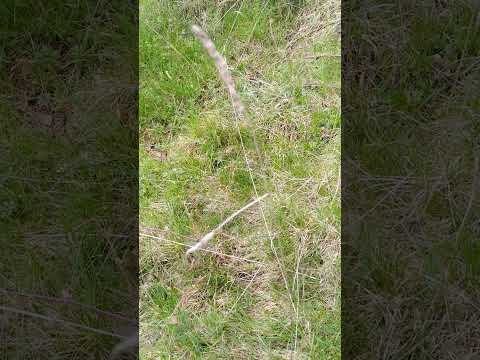 Parasiten: Leber-Egel Entwicklungszyklus