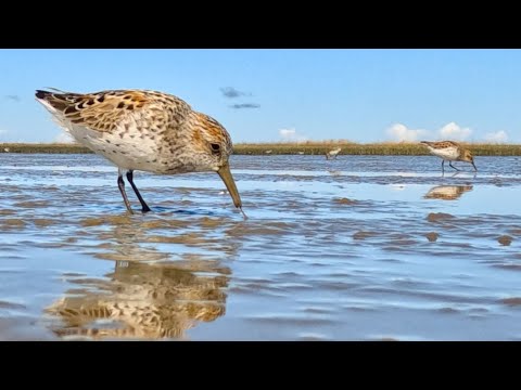 A Shocking Story About Sandpipers (Salish Sea Wild)