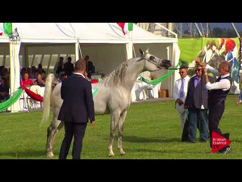 N.84 FREE GANGES - 2017 Italian Nationals - 4-6 Years Old Stallions (Class 10)