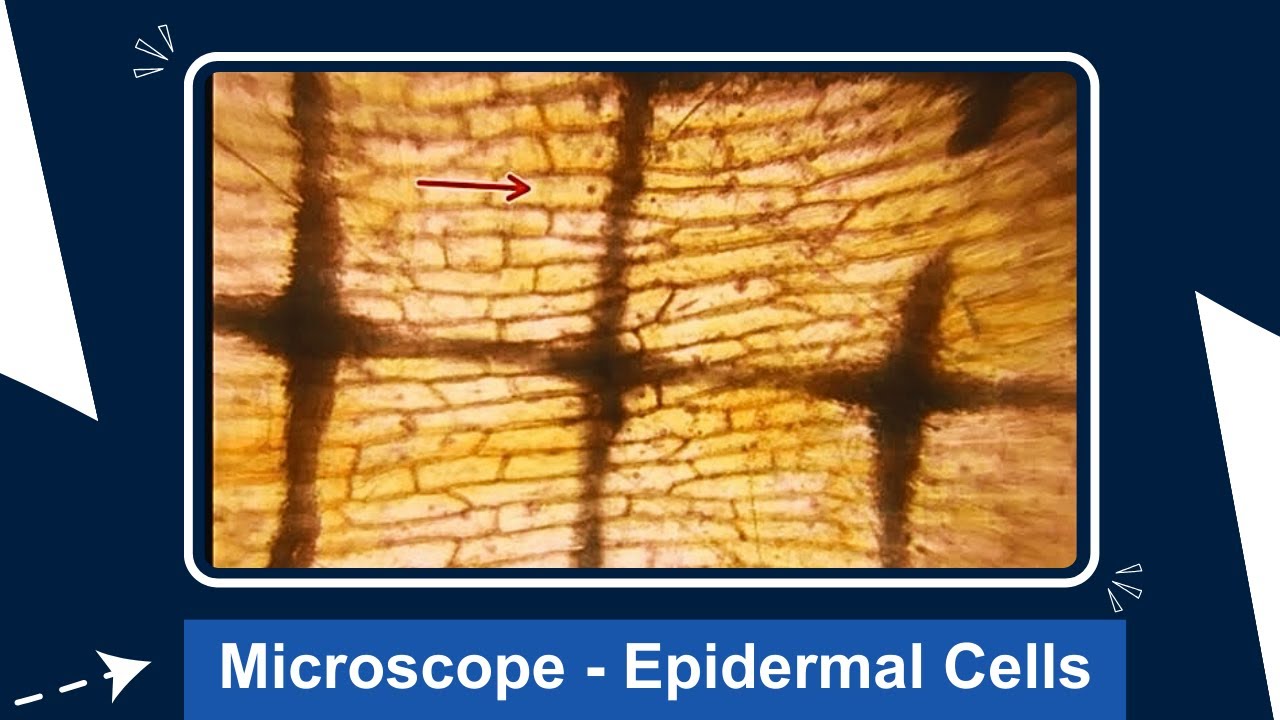 Microscope - Epidermal Cells | ThinkTac | DIY Science