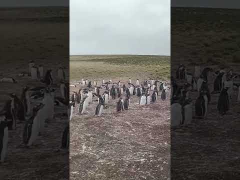 LAS ISLAS MALVINAS ARGENTINAS  🐧 con sonido ambiente- Reel 3 #malvinasargentinas