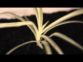 Mechanical Bride - Young Gold (Official HD Video)