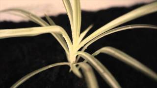 Mechanical Bride - Young Gold (Official HD Video)