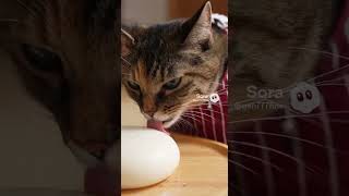 もういくつ寝るとお正月 #cat #猫 #生成ai #shorts