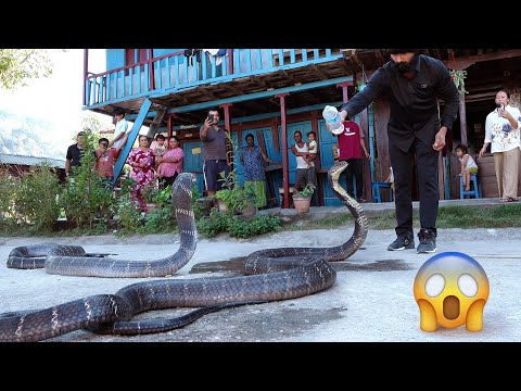 दुनिया का सबसे जहरीला किंग कोबरा को रेस्क्यू करते टाइम कैसे किया अटैक, फिर क्या हुआ! 😱😱King Cobra