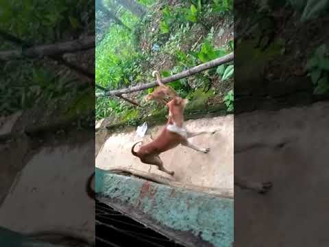 Dog vs cat fighting