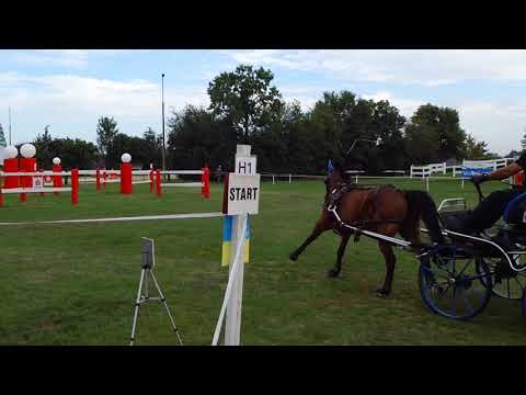 Fahrturnier Ostenfelde 15.8.2021