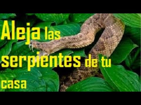 COMO ALEJAR LAS SERPIENTES DE TU CASA DE CAMPO