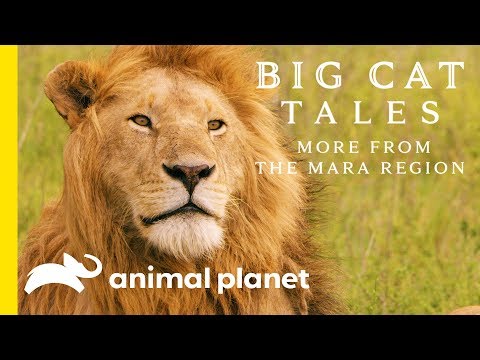 Video trailer för The Lion | Big Cat Tales: More from the Mara Region