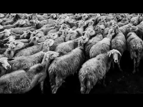 Skavengaz   Watch Them