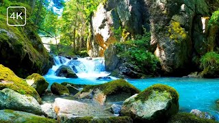 Birds Songs and Chirping near Waterfall | Relaxing Nature Sounds | Sounds in Forest | Relaxation