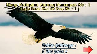 Download lagu Predator udara Raja Elang,burung Elang,Raja burung,burung berbahaya,raja angkasa,predator angkasa mp3