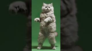 Download lagu STECU STELAN CUEK CAT VER | KUCING LUCU BERJOGET TREND TIKTOK MENARI FYP DANCE ANIMAL VIRAL mp3 Download lagu STECU STELAN CUEK CAT VER | KUCING LUCU BERJOGET TREND TIKTOK MENARI FYP DANCE ANIMAL VIRAL mp3