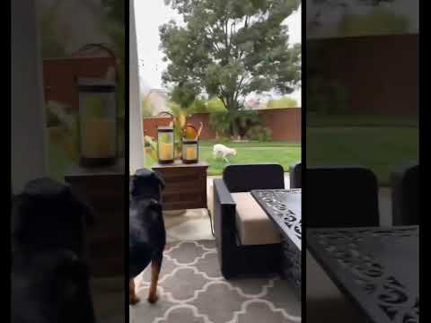 Dog Jumps Over Another Dog #shorts