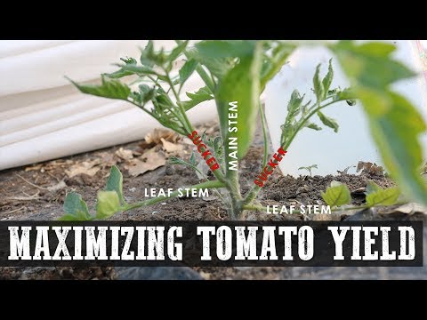 image-Which tomato has highest yield?